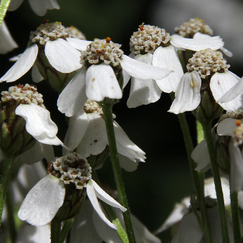 Grossblättrige Schafgarbe / Achillea macrophylla