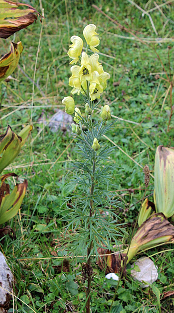 Giftheil-Eisenhut / Aconitum anthora