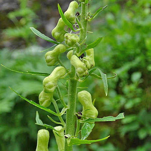 Hahnenfussblättriger Gelb-Eisenhut / Aconitum lycotonum subsp. neapolitanum