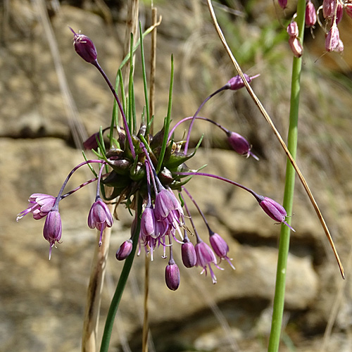 Gewöhnlicher Gekielter Lauch / Allium carinatum