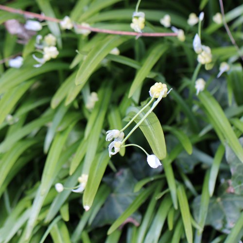 Wunder-Lauch / Allium paradoxum