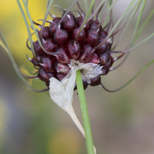 Weinberg-Lauch / Allium vineale