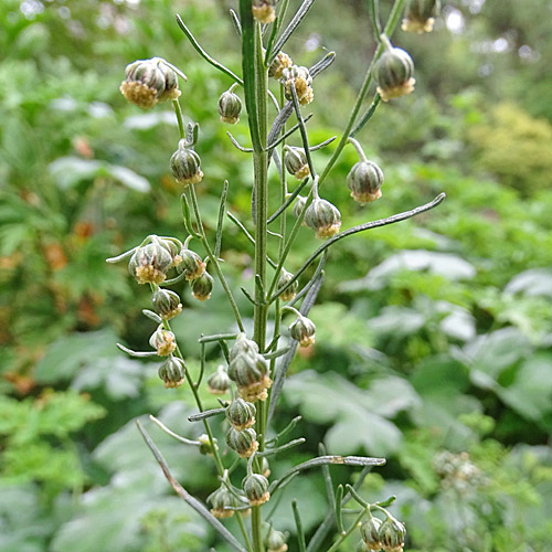 Eberreis / Artemisia abrotanum