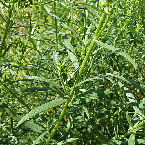Estragon / Artemisia dracunculus
