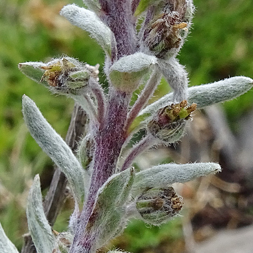 Ährige Edelraute / Artemisia genipi