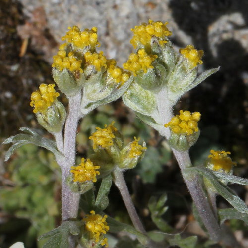 Echte Edelraute / Artemisia umbelliformis