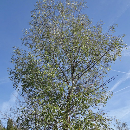Moor-Birke / Betula pubescens