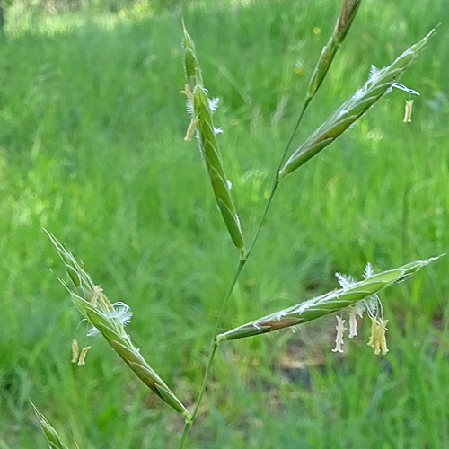 Fieder-Zwenke / Brachypodium pinnatum