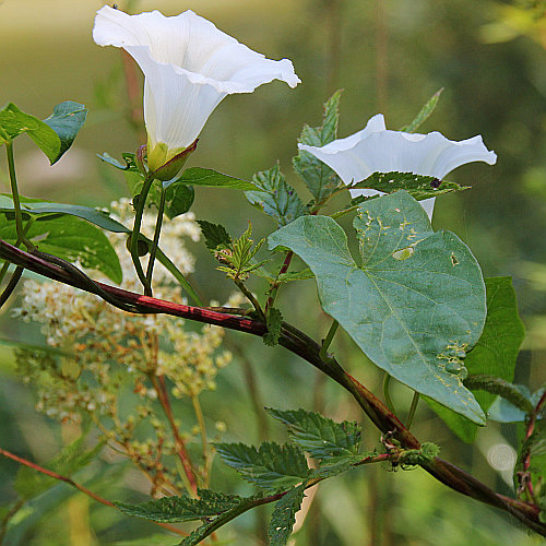Echte Zaunwinde / Calystegia sepium subsp. sepium