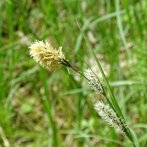 Scharfkantige Segge / Carex acutiformis