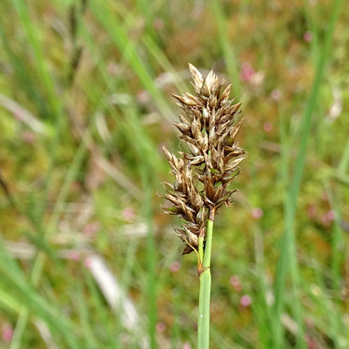 Sonderbare Segge / Carex appropinquata