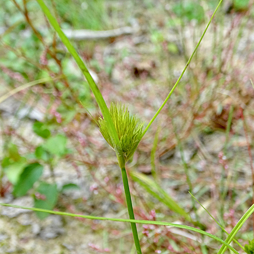 Böhmische Segge / Carex bohemica