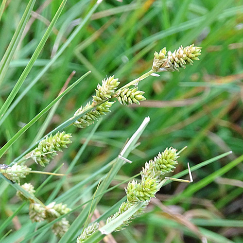 Graue Segge / Carex canescens