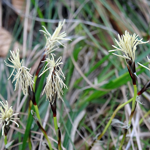 Frühlings-Segge / Carex caryophyllea
