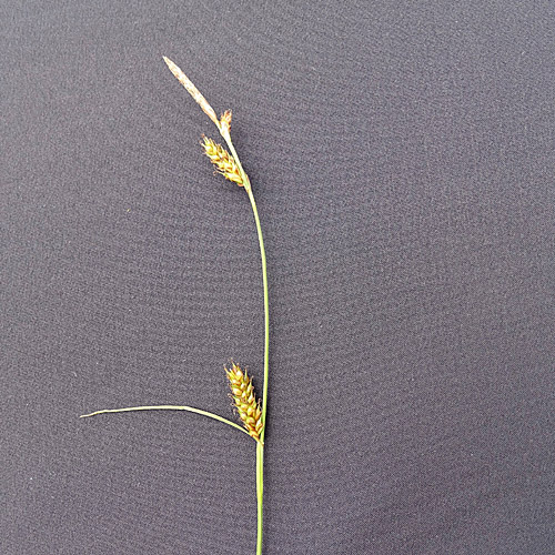 Langgliederige Segge / Carex distans