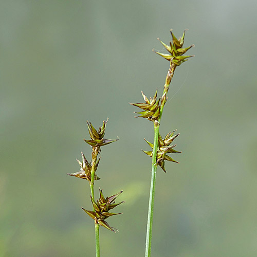 Igelfrüchtige Segge / Carex echinata