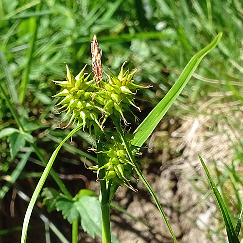 Gewöhnliche Gelbe Segge / Carex flava