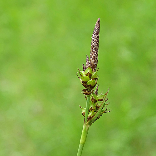 Saum-Segge / Carex hostiana