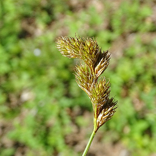 Hasenpfoten-Segge / Carex leporina