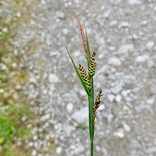 Braune Segge / Carex nigra