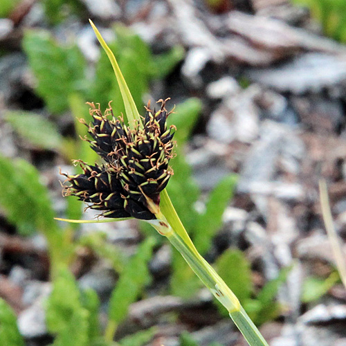 Kleine Trauer-Segge / Carex parviflora