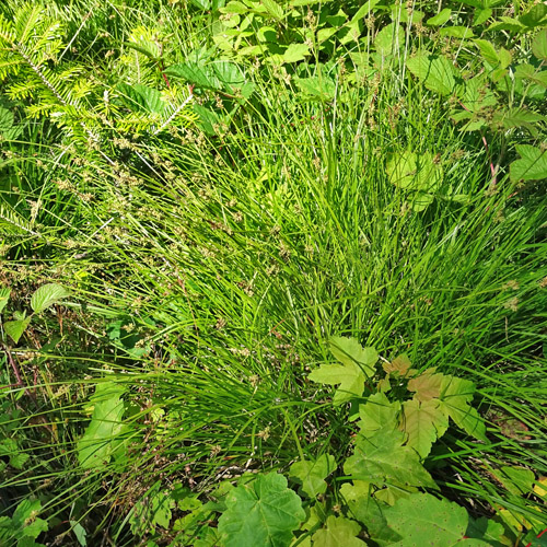 Pillen-Segge / Carex pilulifera