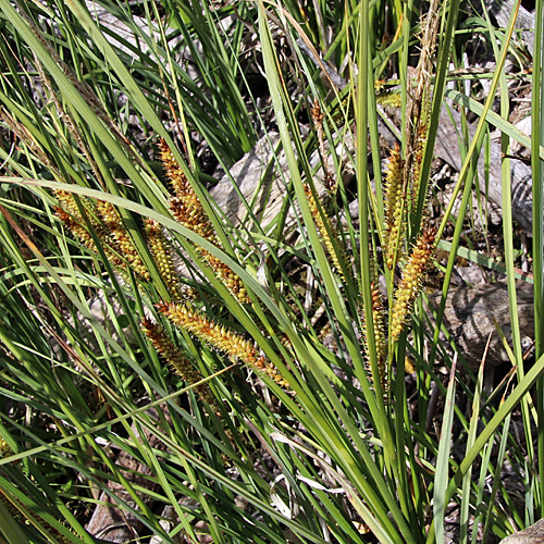 Schnabel-Segge / Carex rostrata