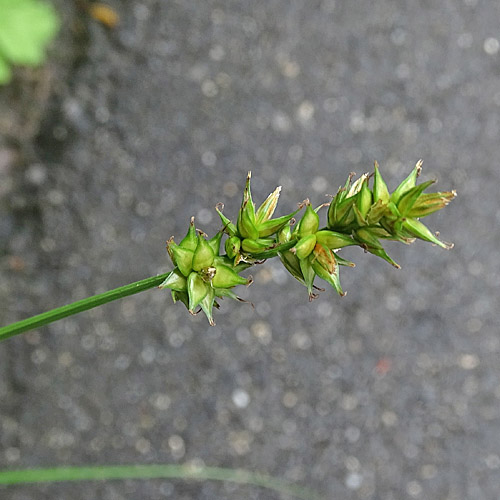 Dichtährige Stachel-Segge / Carex spicata