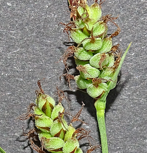 Filz-Segge / Carex tomentosa