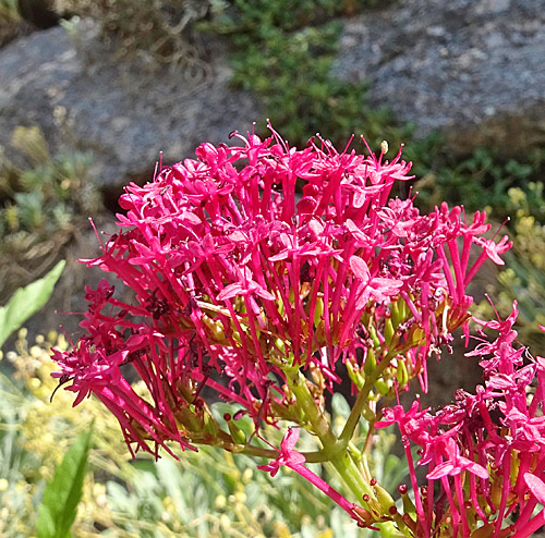 Rote Spornblume / Centranthus ruber