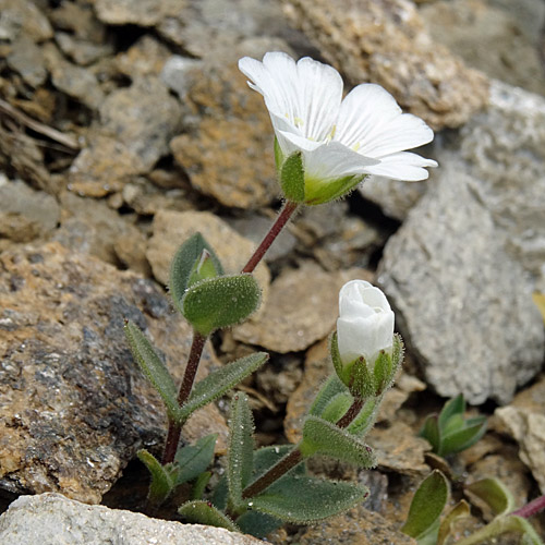 Breitblättriges Hornkraut / Cerastium latifolium
