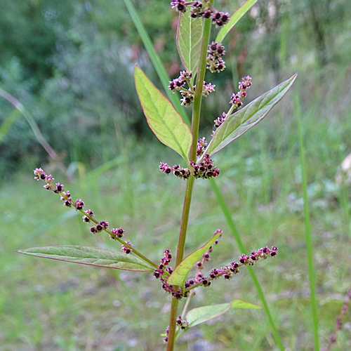 Vielsamiger Gänsefuss / Chenopodium polyspermum