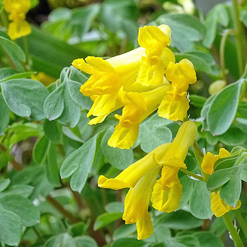 Gelber Lerchensporn / Corydalis lutea