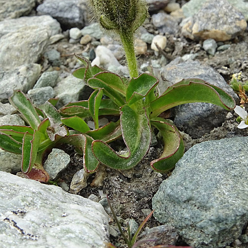 Rätischer Pippau / Crepis rhaetica