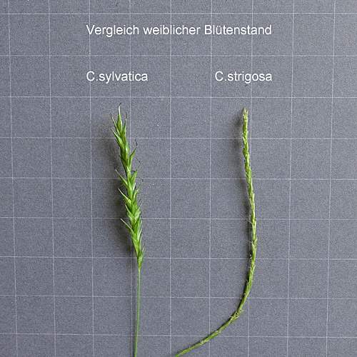 Wald-Segge / Carex sylvatica