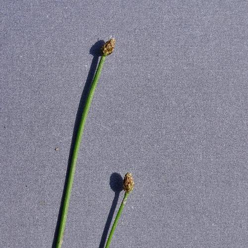 Eiköpfige Sumpfbinse / Eleocharis ovata