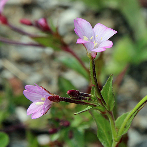 Alpen-Weidenröschen / Epilobium anagallidifolium