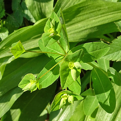 Süsse Wolfsmilch / Euphorbia dulcis