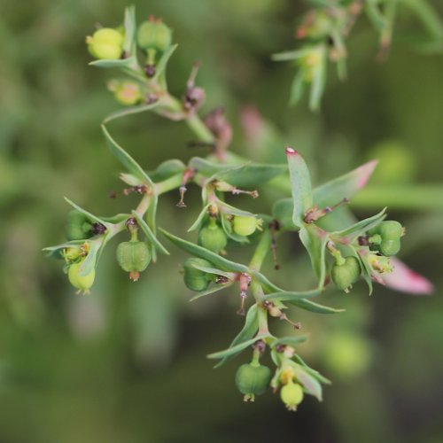 Kleine Wolfsmilch / Euphorbia exigua
