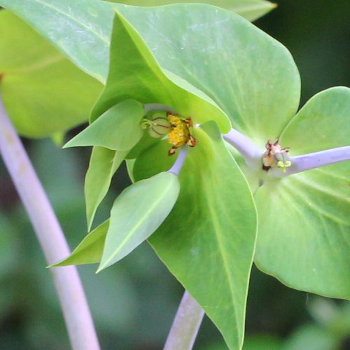 Kreuzblättrige Wolfsmilch / Euphorbia lathyris