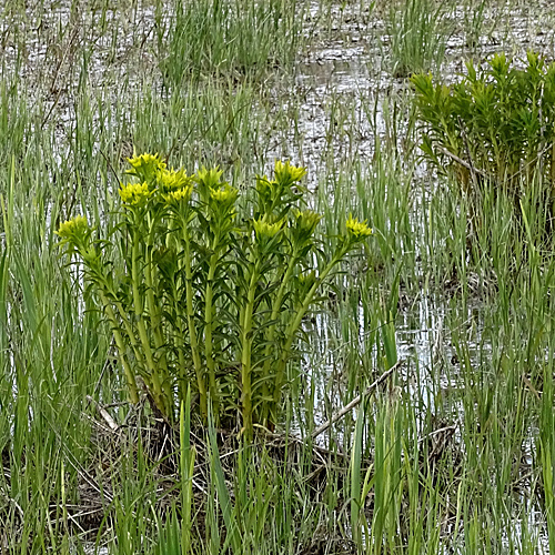 Sumpf-Wolfsmilch / Euphorbia palustris