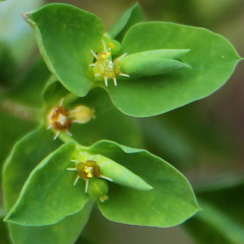 Garten-Wolfsmilch / Euphorbia peplus