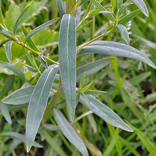 Rutenförmige Wolfsmilch / Euphorbia virgata
