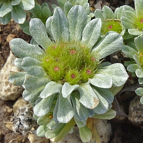 Zwergedelweiss / Filago pygmaea