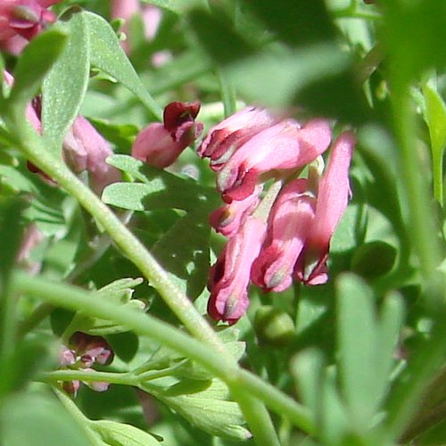 Wirtgens Erdrauch / Fumaria officinalis ssp. wirtgenii