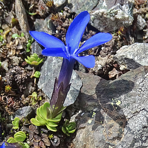 Kurzstieliger Bayrischer Enzian / Gentiana bavarica subsp.subacaulis