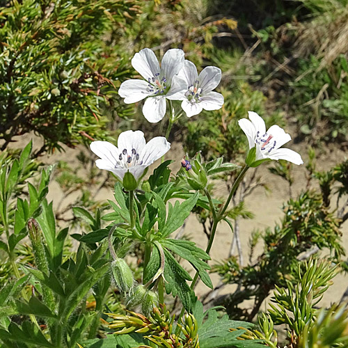 Blassblütiger Storchschnabel / Geranium rivulare