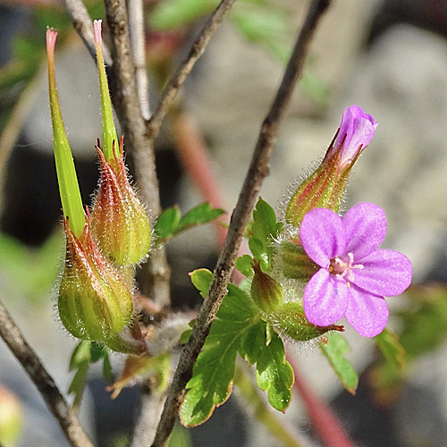 Purpur-Storchschnabel / Geranium robertianum subsp. purpureum