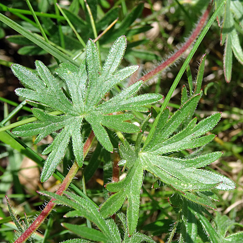 Blutroter Storchschnabel / Geranium sanguineum