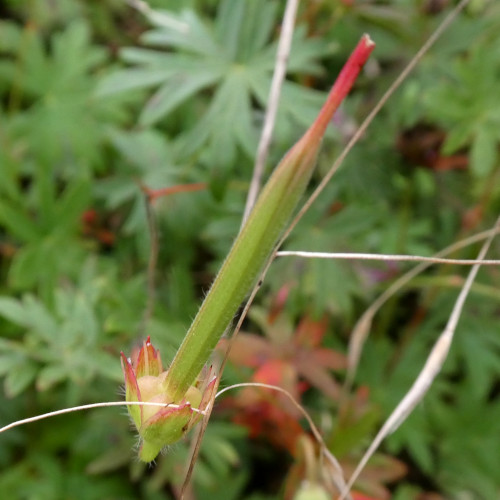 Blutroter Storchschnabel / Geranium sanguineum